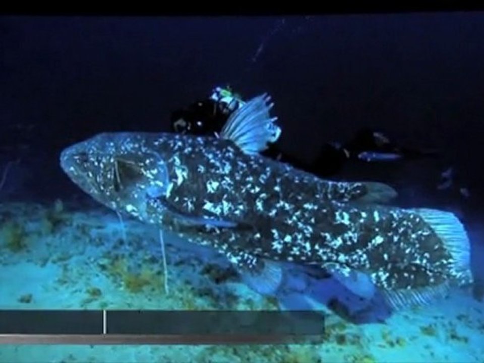 Conférence de Laurent Ballesta - Cœlacanthe, à la rencontre du plus vieux poisson du monde