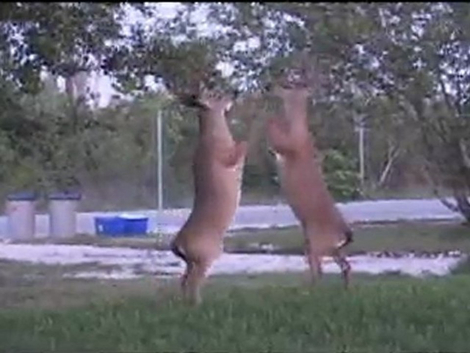 Whitetail 365: Boxing Bucks