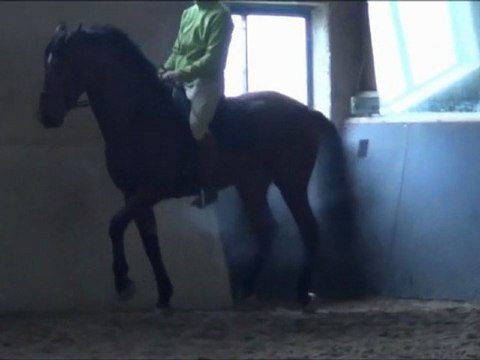 Cheval Pure Race Espagnole A vendre