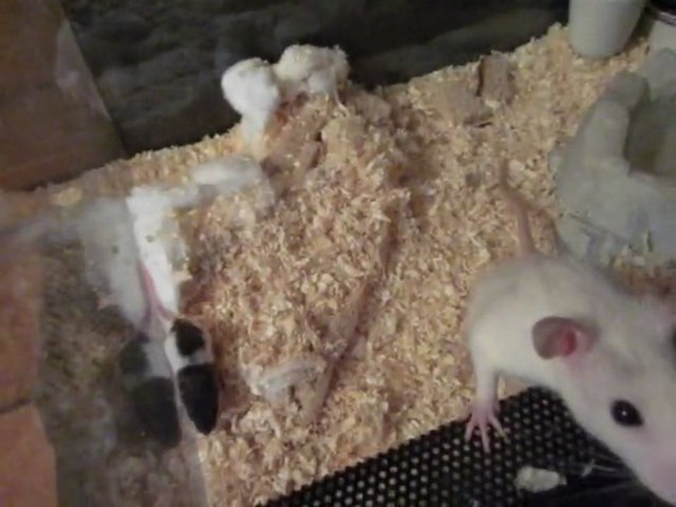 ratte et ses petits mode tout fou l camps