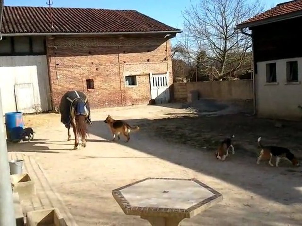 Clovis et les chiens 05.02.12 (2)