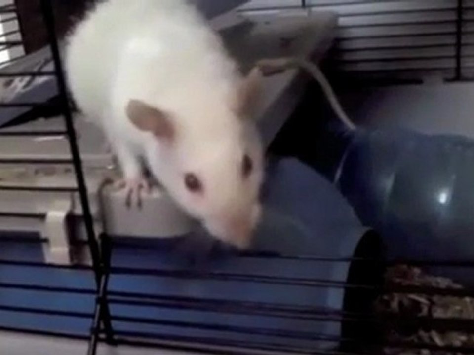 Kiara - Aie confiance, crois-en moi (Le livre de la jungle - Kaa)