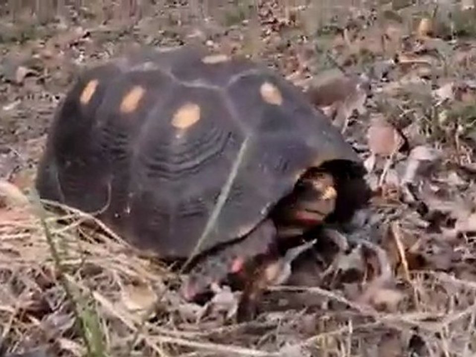 Les tortues de Mustique