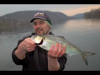 Field & Stream's Hook Shots, Season 1 Ep. 1: American Shad