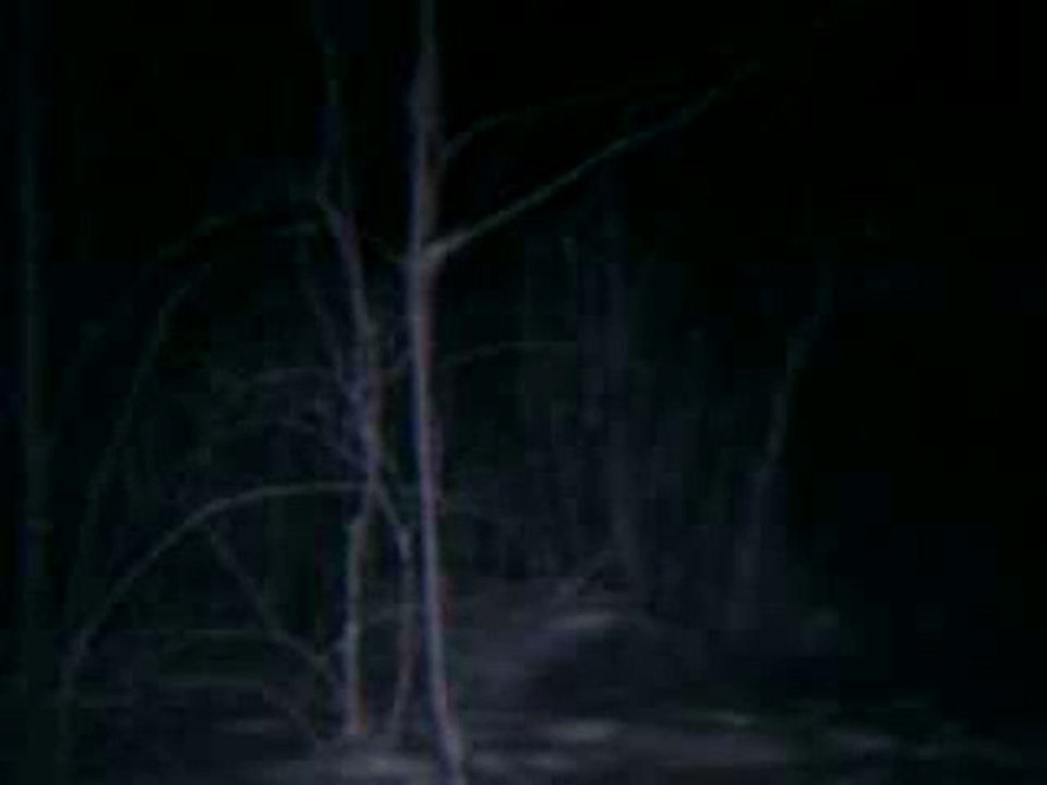 Coyote Chase