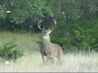 Whitetail Scrape