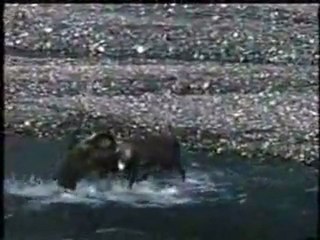 Bear vs Caribou
