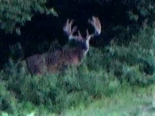 Is This The World Record Typical Whitetail?