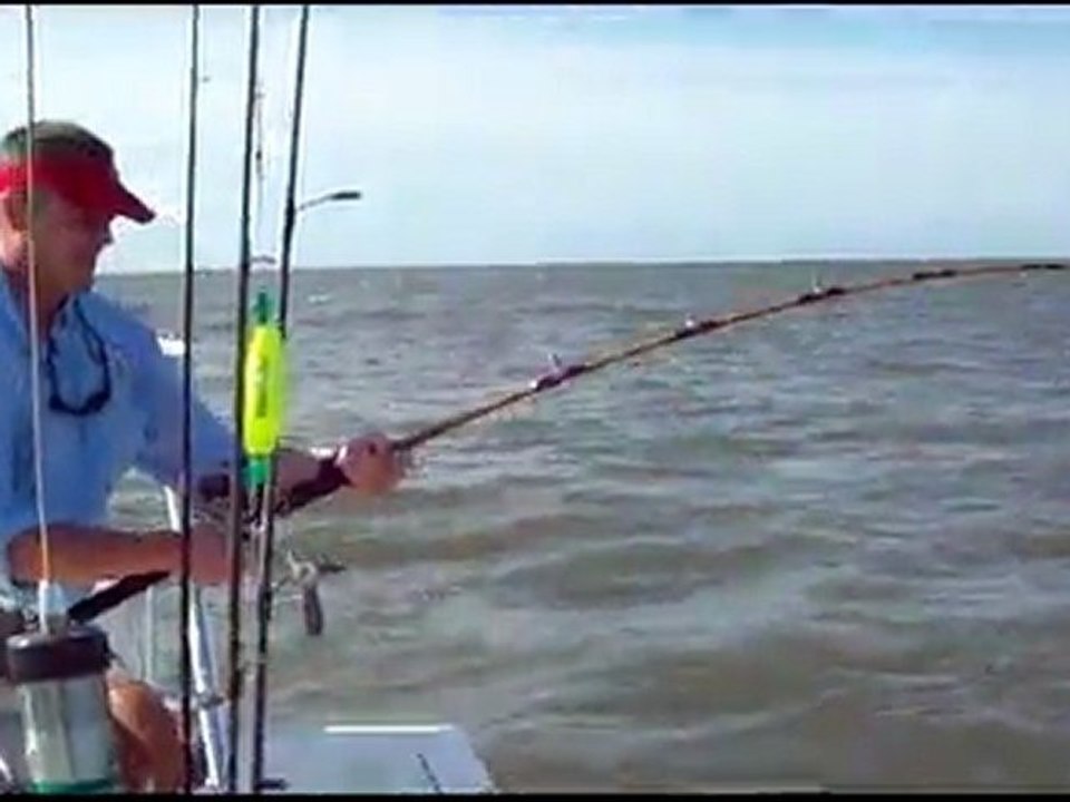 Spinner Sharks