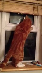 un-chat-ouvre-lui-meme-la-fenetre-pour-sortir-videoBuzz