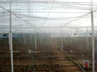 Aksu Efe-20 sera ilaçlamaları 12