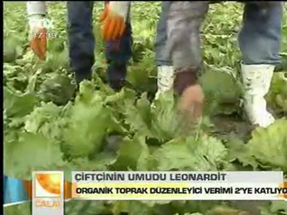 Leonardit