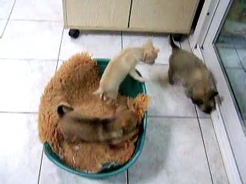 Mes trésors de chichis