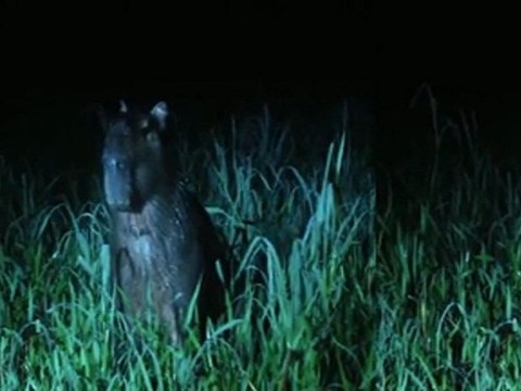 La plus grande Forêt du Monde: La Guyane - le marais de Kaw