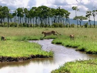 FÉLINS - Méfiez-vous des autruches !