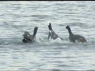 Le site ornithologique des Cinq-Tailles