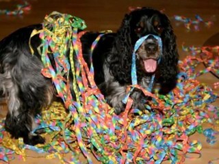Emma/Inky Indorella Cocker Spaniel