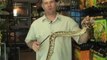 Exotic Pets  - Burmese Python