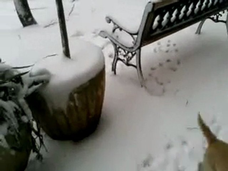 cagnolino gioca nella neve a pallone
