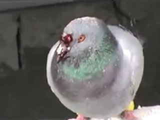 فري برس   حمص كرم الزيتون حتى الطيور لم تسلم من القصف