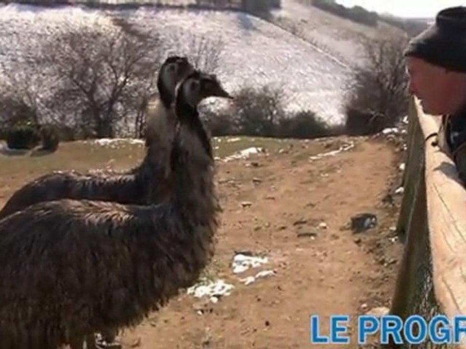 Un froid de canard au zoo de Saint-Martin-la-Plaine