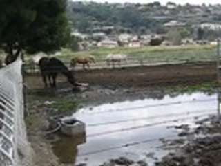 Quelque chevaux du club au paddock