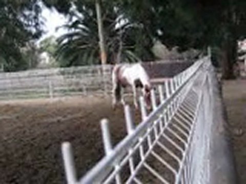 Quelque chevaux du club + baston de Cabalero et Mistral