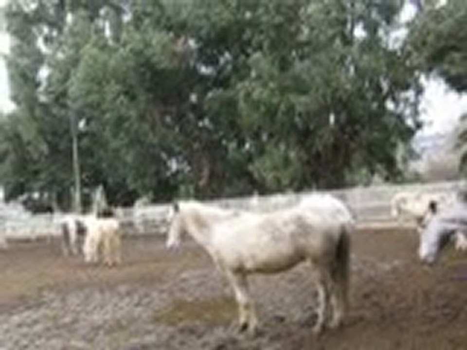 Baston de Ari + Mistral , Atlas + Omar x2 , Roméo + Omar et Roméo + Rocky et Bionda qui se roule ^^