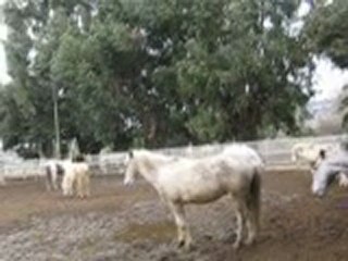 Baston de Ari + Mistral , Atlas + Omar x2 , Roméo + Omar et Roméo + Rocky et Bionda qui se roule ^^