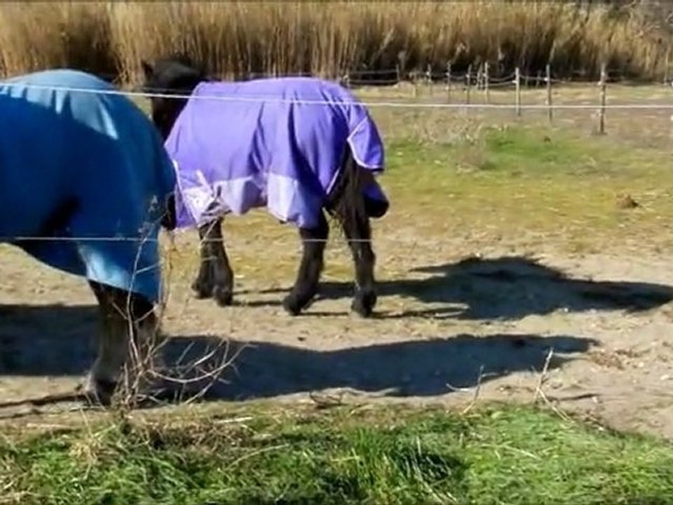 Mes ours 07 02 12