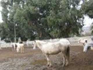 Quelque poon's du chn qui se bastonne