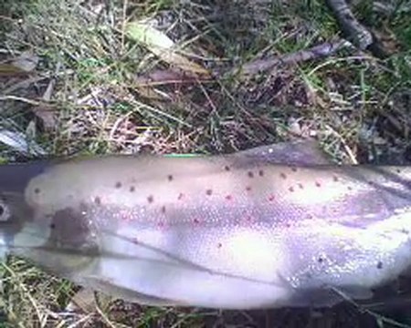 KIRMIZI BENEKLİ ALABALIK AVI