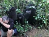 Touched by a Wild Mountain Gorilla in bwindi impenetrable forest (www.newuganda.com)