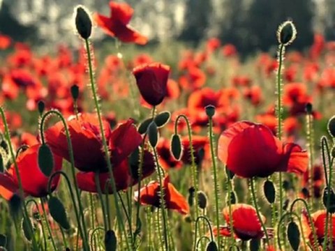 Harika Fon Haydi Götür Beni Dosta Doğru