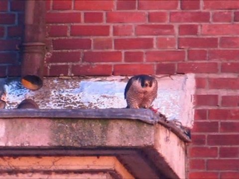 Faucon pèlerin Nancy (54 FR)