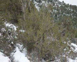 Vue d'Arris sous la neige (le 07/02/2012) prise depuis Zawaï.