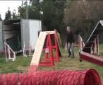 Une briarde, Esméralda du Val de Méouge dite Bambou à l'entraînement d'agility en février 2012