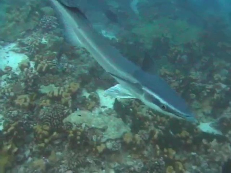 Remora