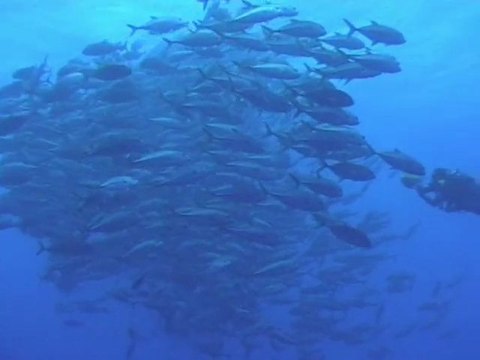 Banc de carangues à Rangiroa en Polynésie