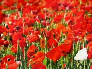 JEAN FRANCOIS MAURICE..