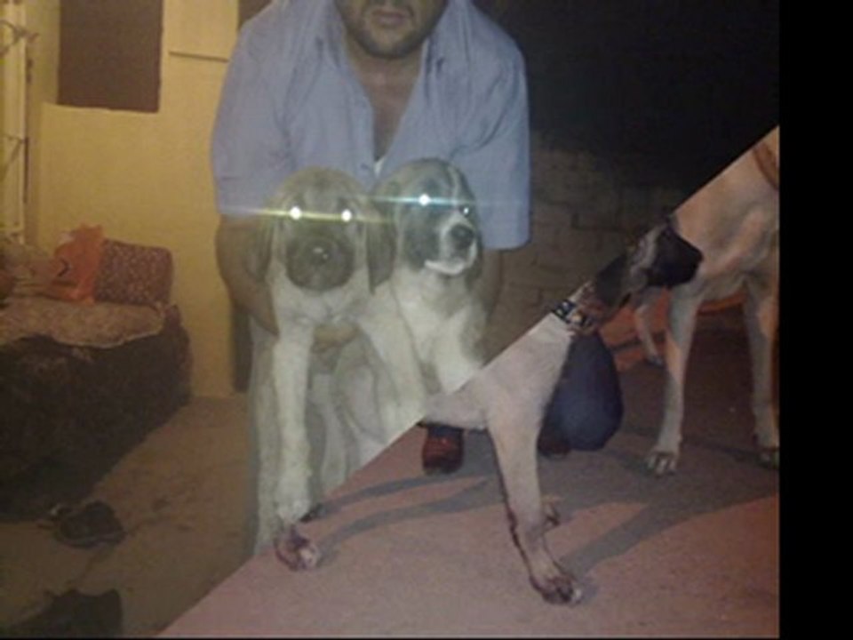 Kangal &Sevdası üretim ciftligi www.tekkangal.t