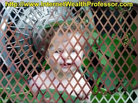 Business Opportunity for Work at Home Moms