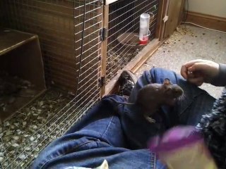 Fred and George, the degus.