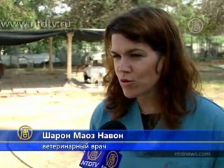 Собакам-калекам в Израиле дают второй шанс