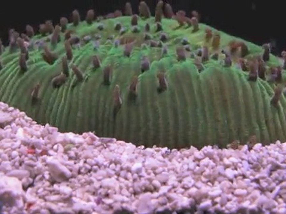 Comment le corail champignon lutte contre le sable (2)