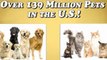 Affordable Pet Related Franchise | Pet Food Franchise Opportunity | Home-based Pet Food Business | Dog and Cat food business