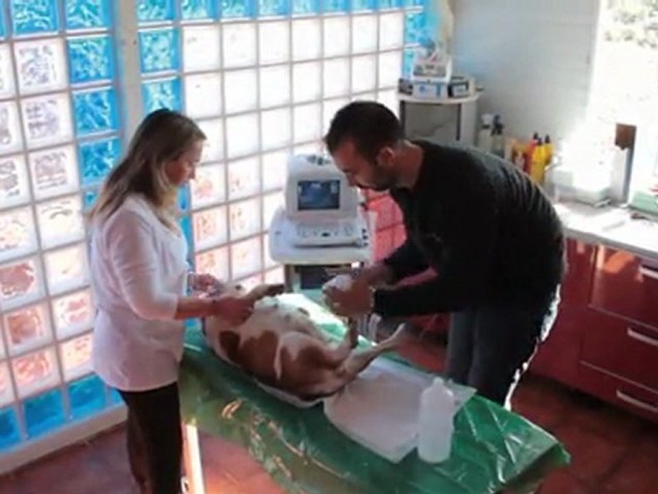 Criadero de Perros - Guadalajara - El Mundo del Cachorro