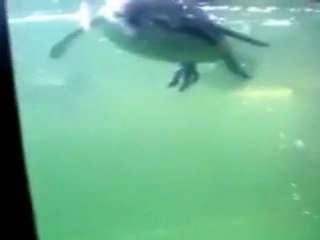 Un perro que quiere jugar con un pingüino