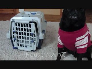 petit-chien-qui-connait-des-tours