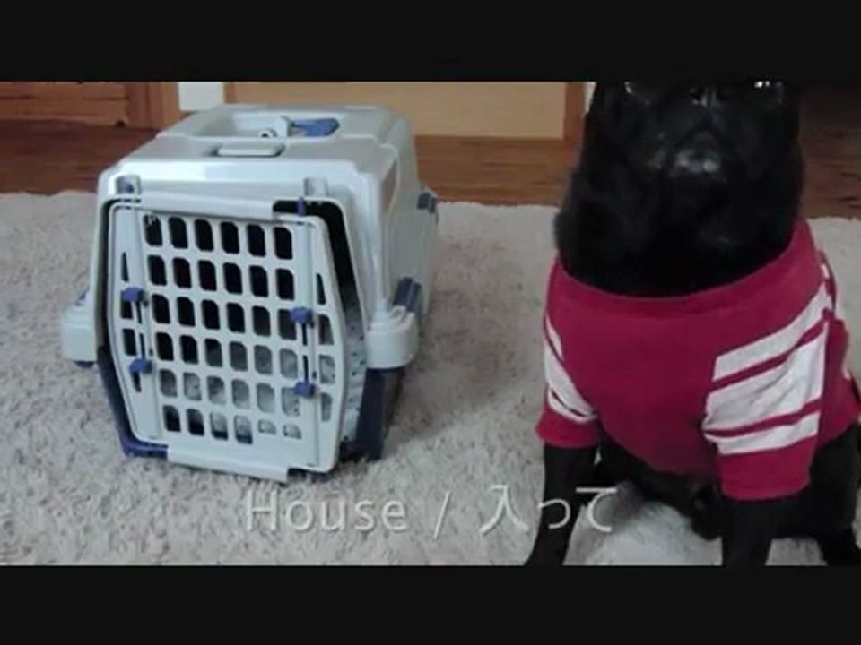 petit-chien-qui-connait-des-tours